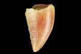 Serrated, Raptor Tooth - Real Dinosaur Tooth #127051-1